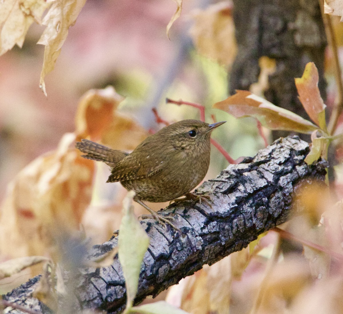 Pacific Wren - ML643891675