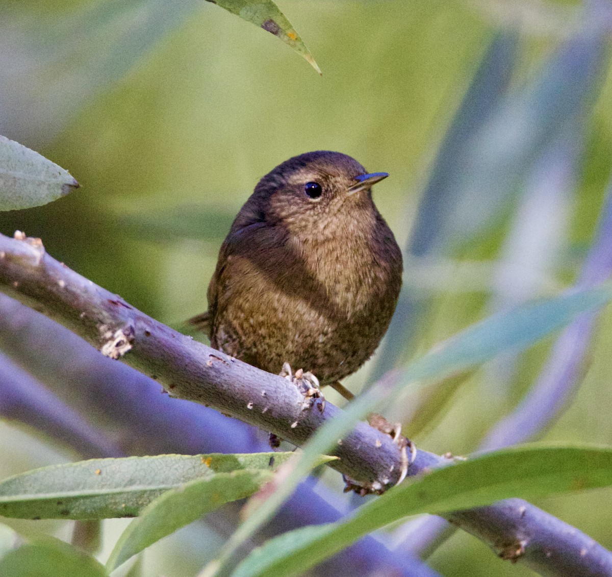 Pacific Wren - ML643891676