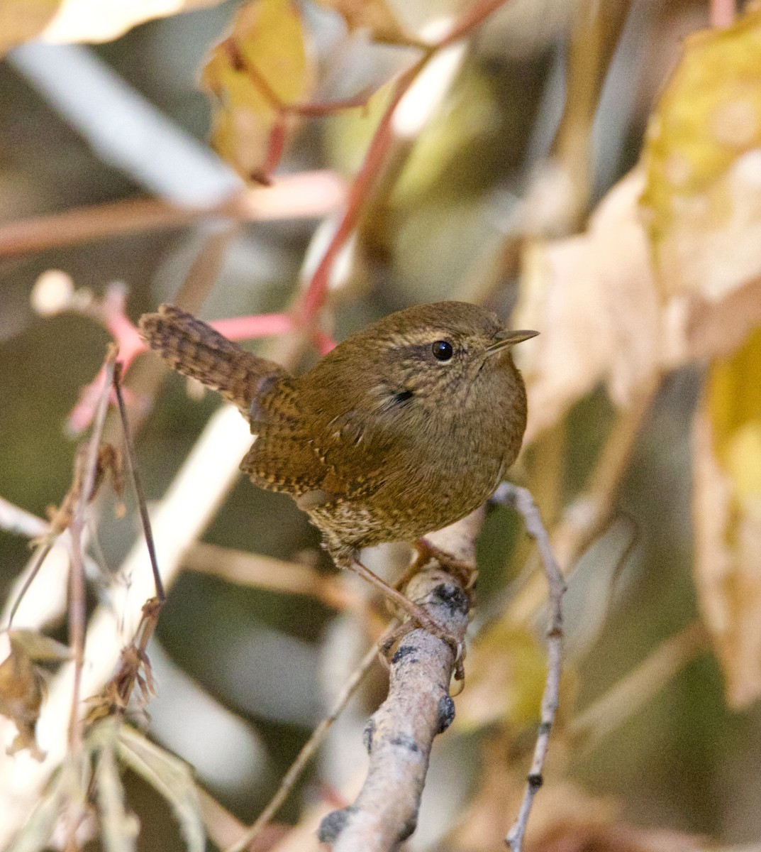 Pacific Wren - ML643891677