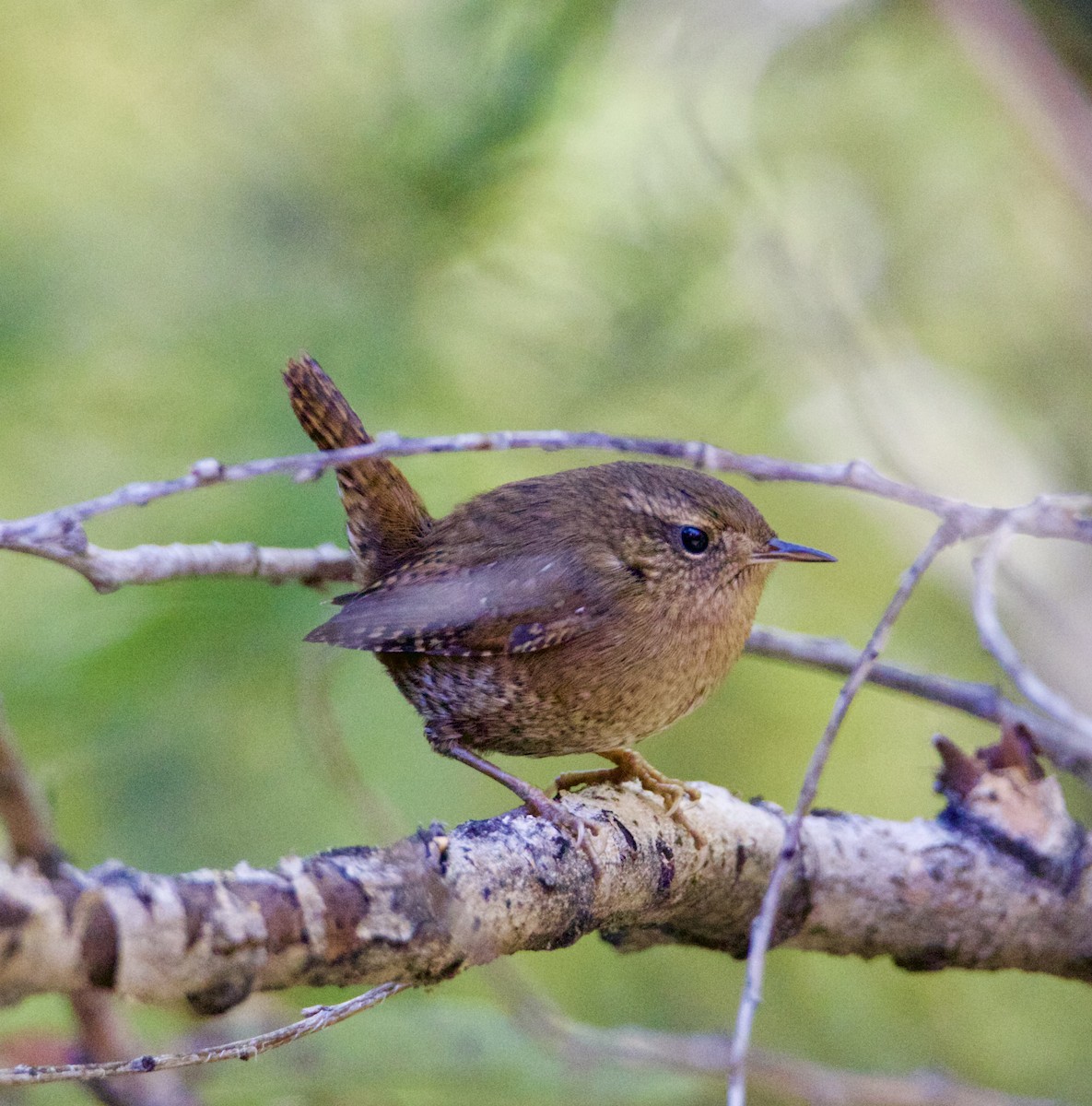 Pacific Wren - ML643891678