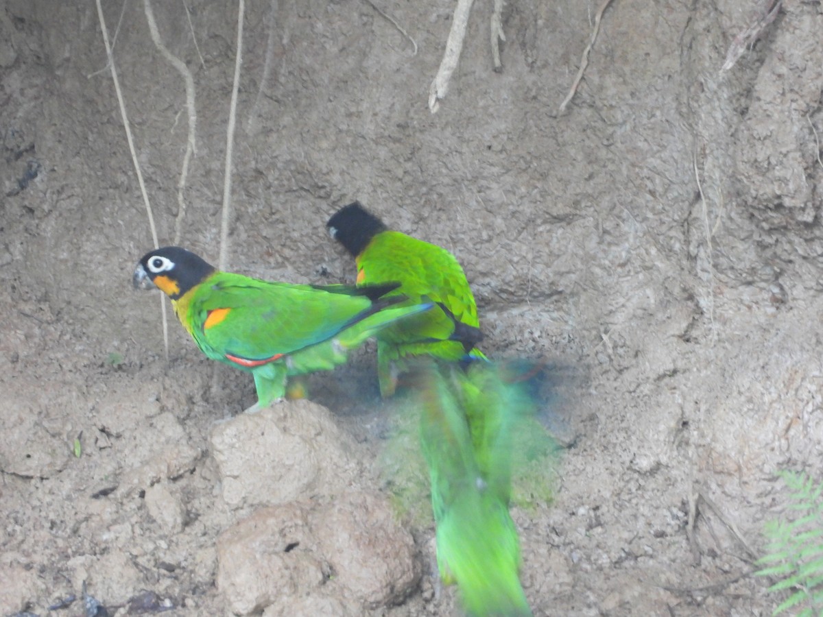 oransjekinnpapegøye - ML643891696