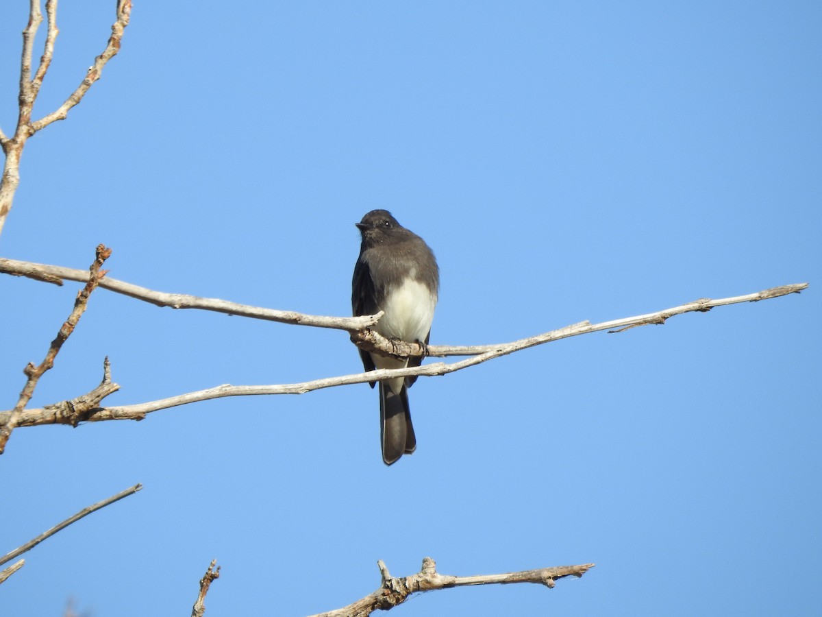 Black Phoebe - ML643891697