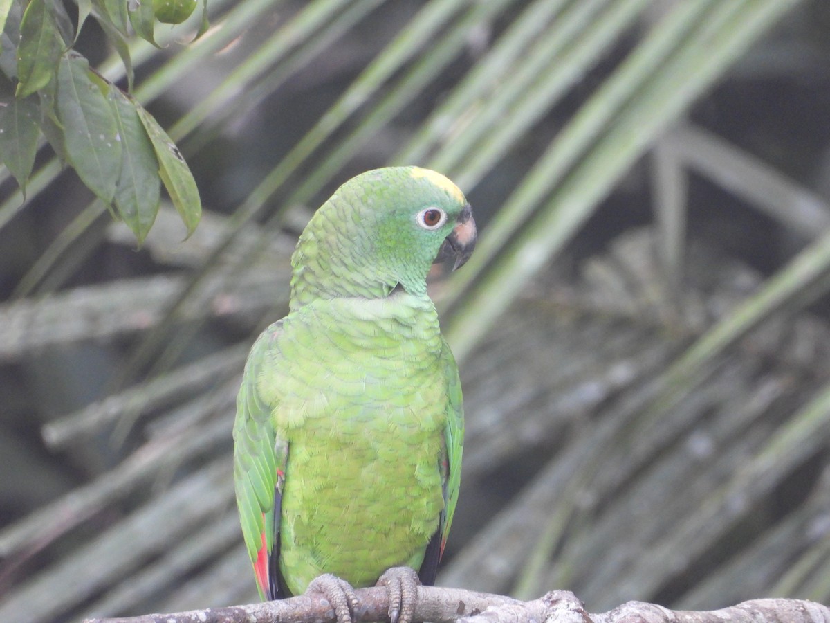 Yellow-crowned Amazon - ML643891706