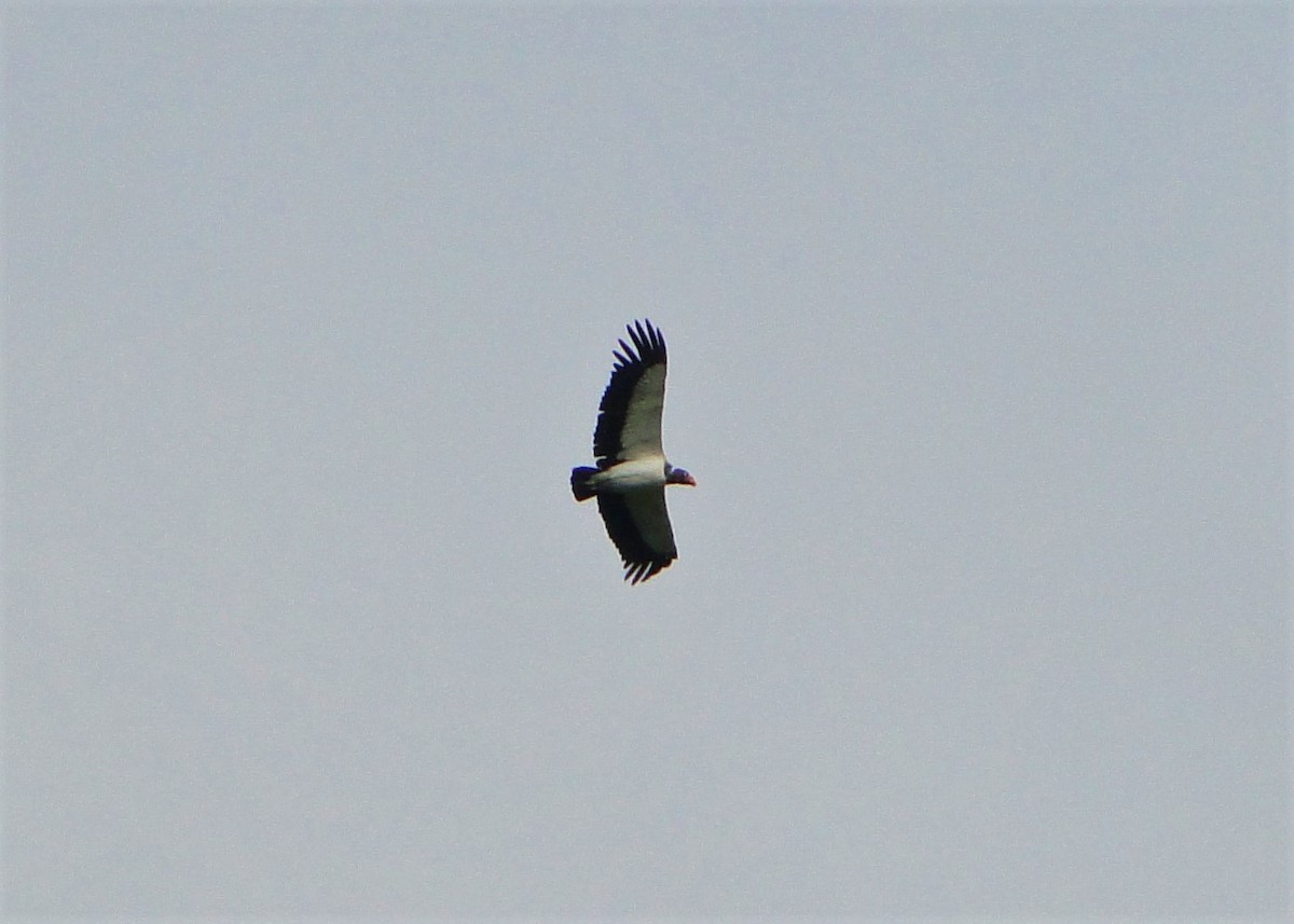 King Vulture - ML64389171