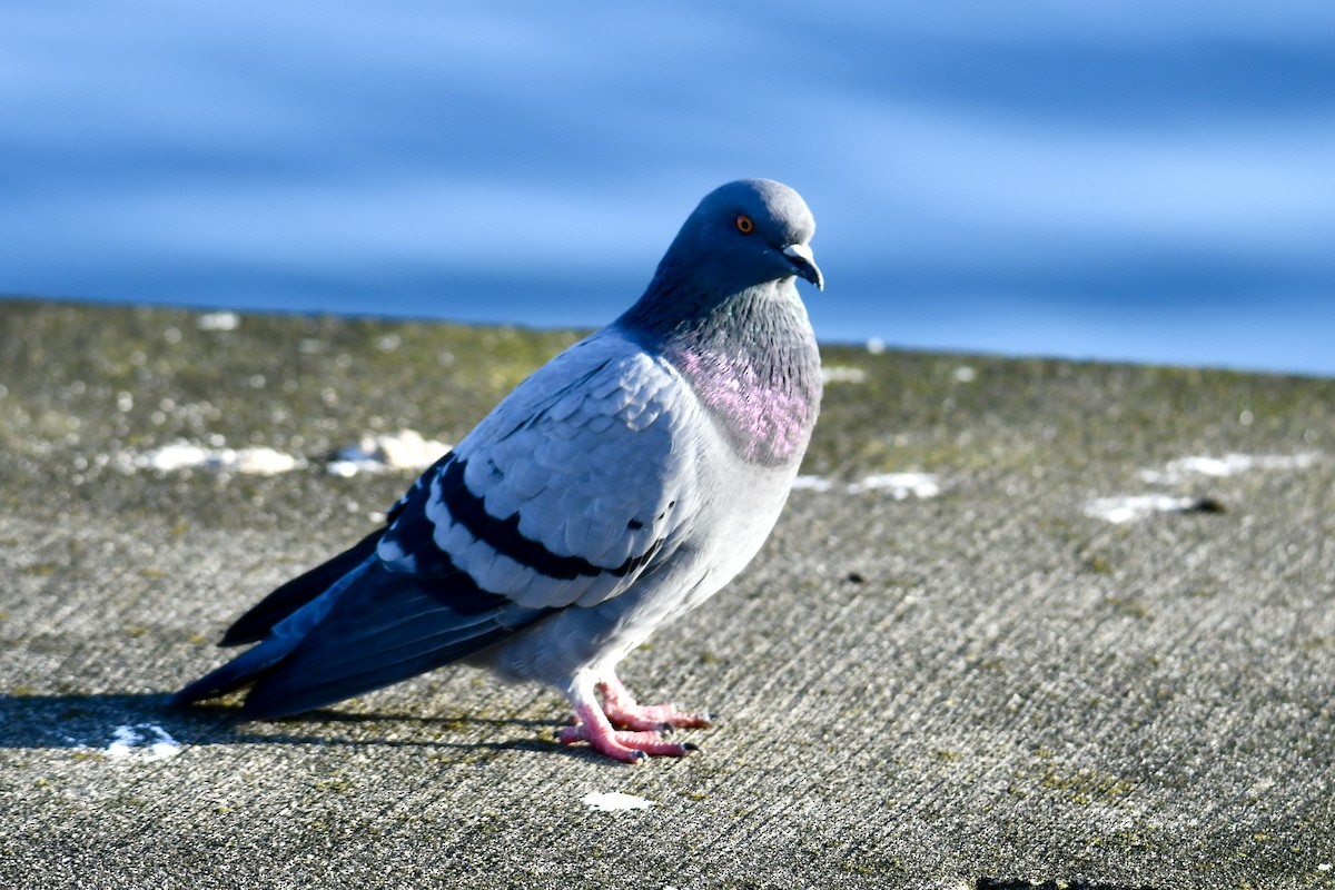 Rock Pigeon (Feral Pigeon) - ML643891722