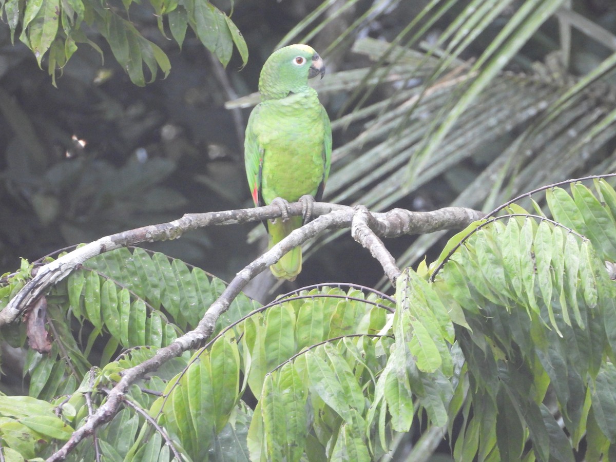 Yellow-crowned Amazon - ML643891725