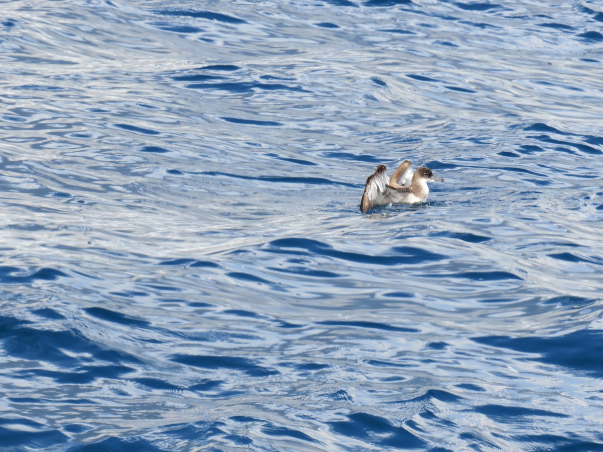 Wedge-tailed Shearwater - ML643891728