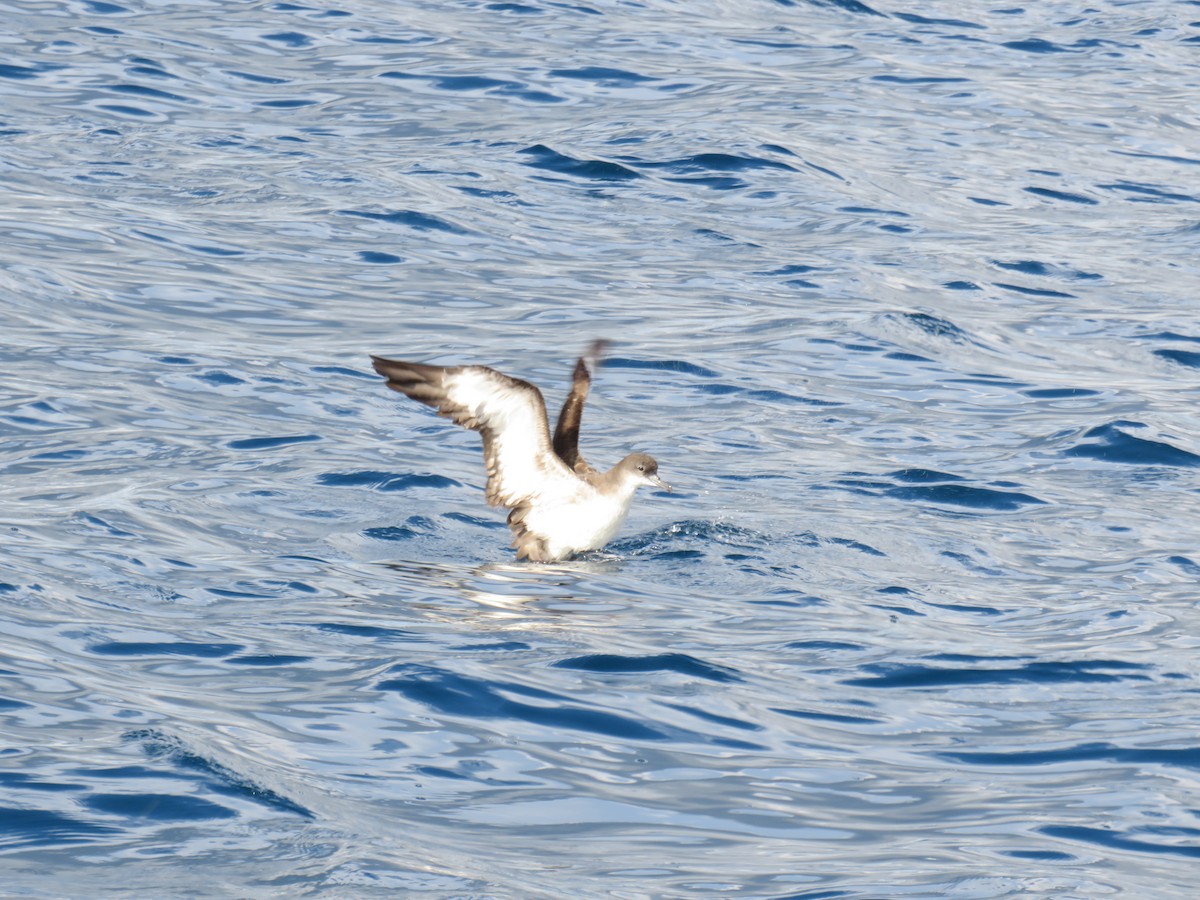 Wedge-tailed Shearwater - ML643891729