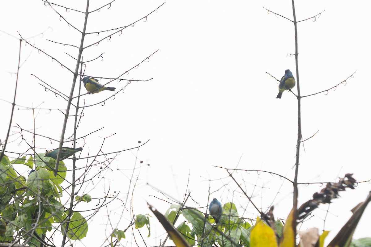 Turquoise Tanager - ML643891732