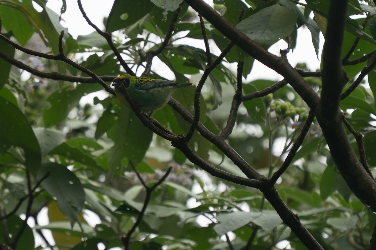 Танагра золотогруда - ML643891740