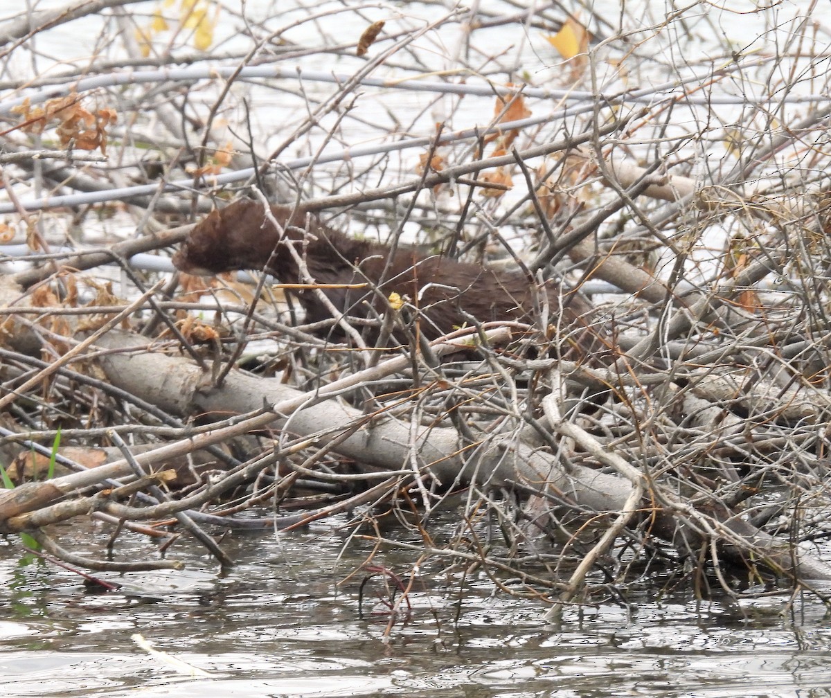 יונקים - ML643891742