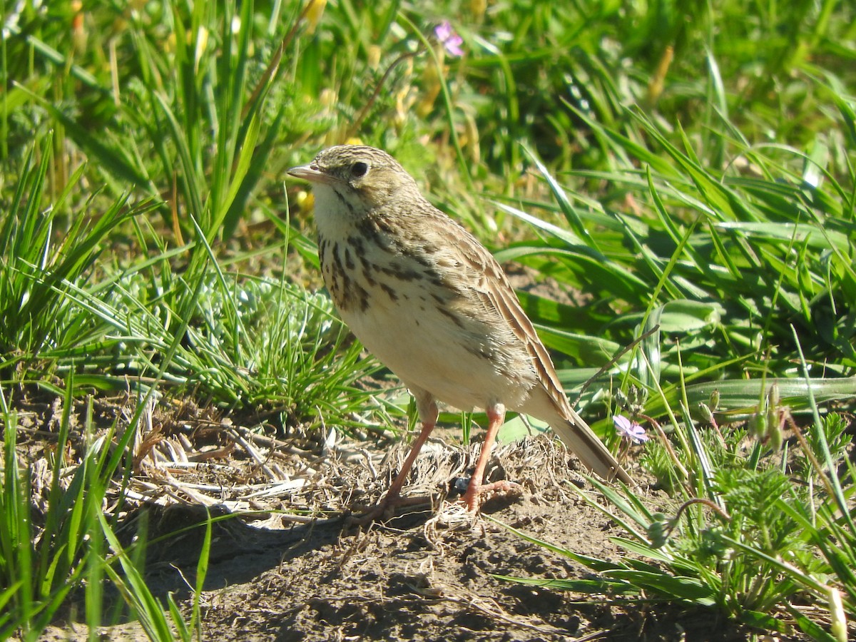 Щеврик короткодзьобий - ML643891754