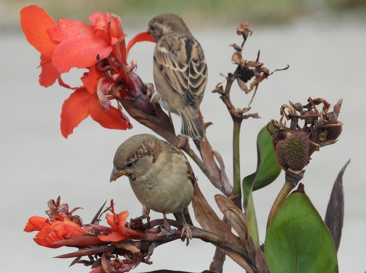 House Sparrow - ML643891784