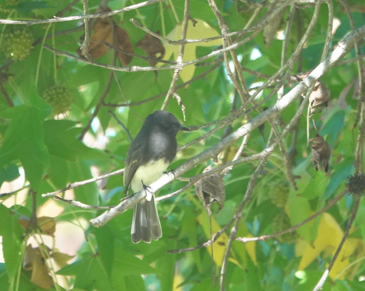 Black Phoebe - ML643891785