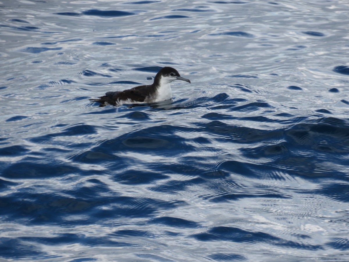 Sargasso Shearwater - ML643891794