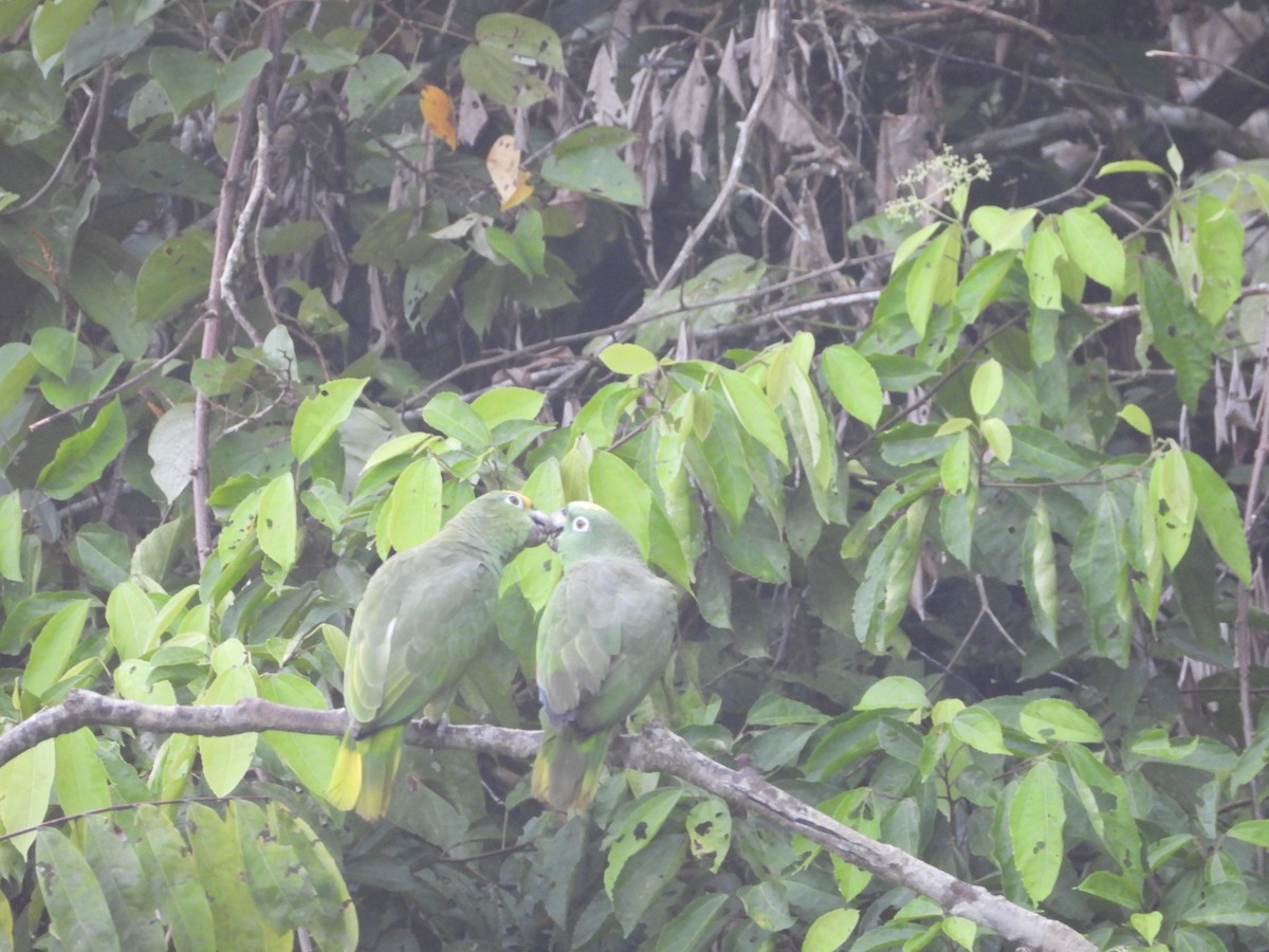 Yellow-crowned Amazon - ML643891795