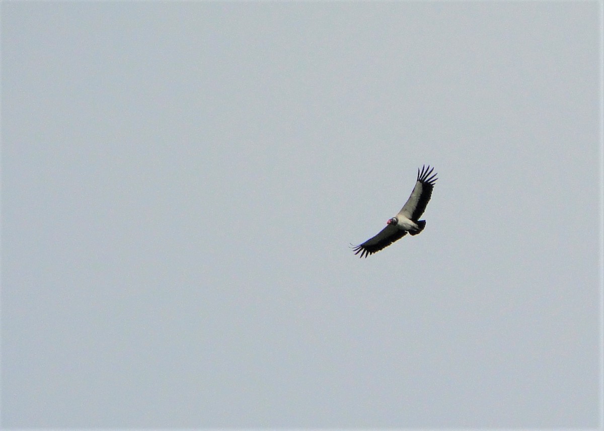 King Vulture - ML64389181