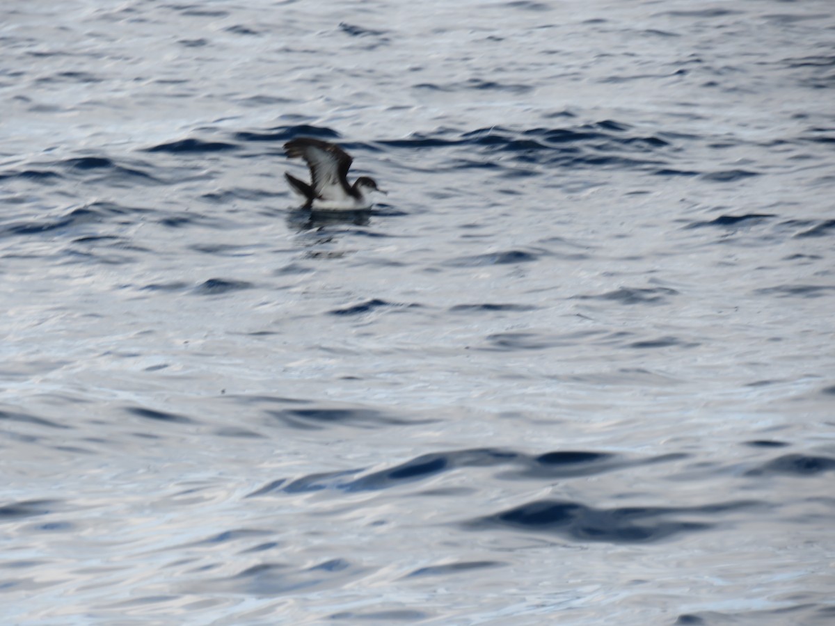 Puffin des Anglais - ML643891810
