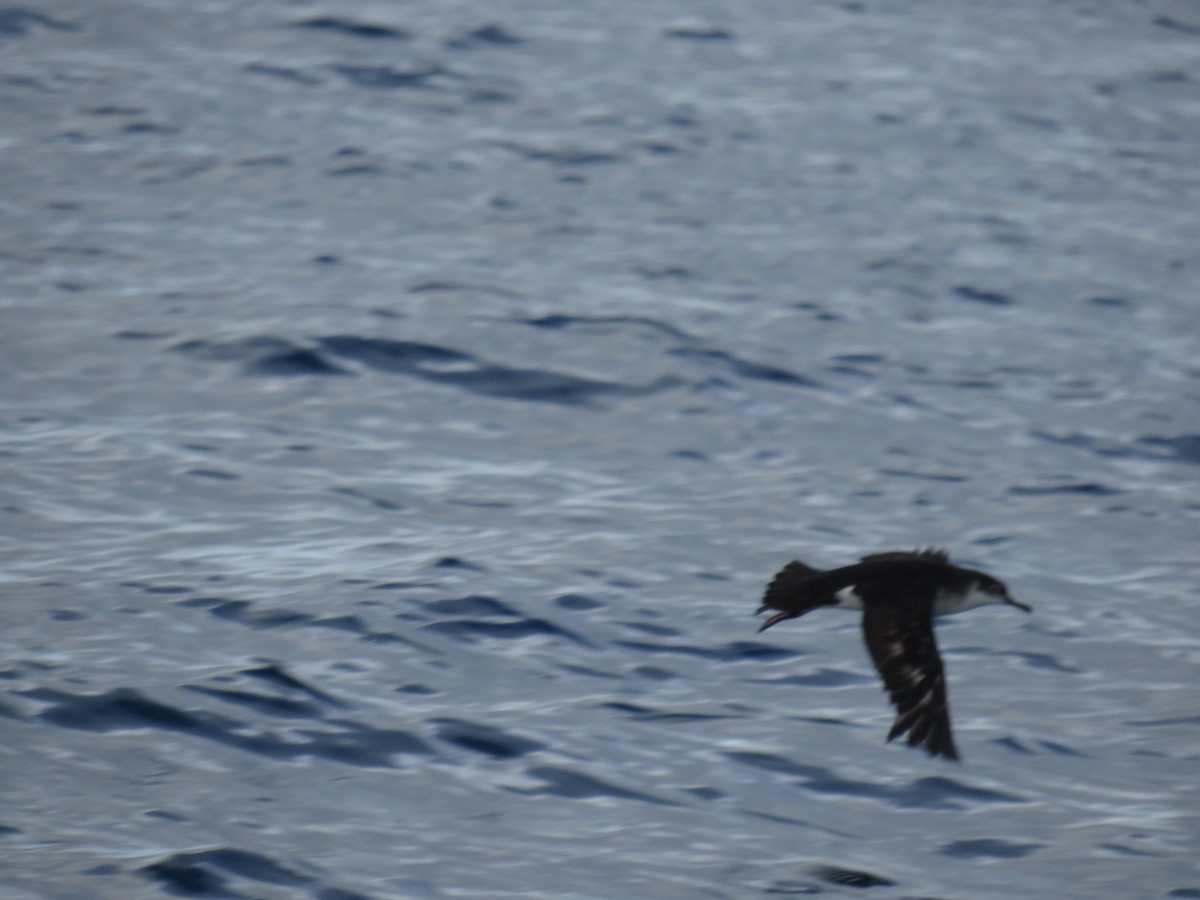 Puffin des Anglais - ML643891811