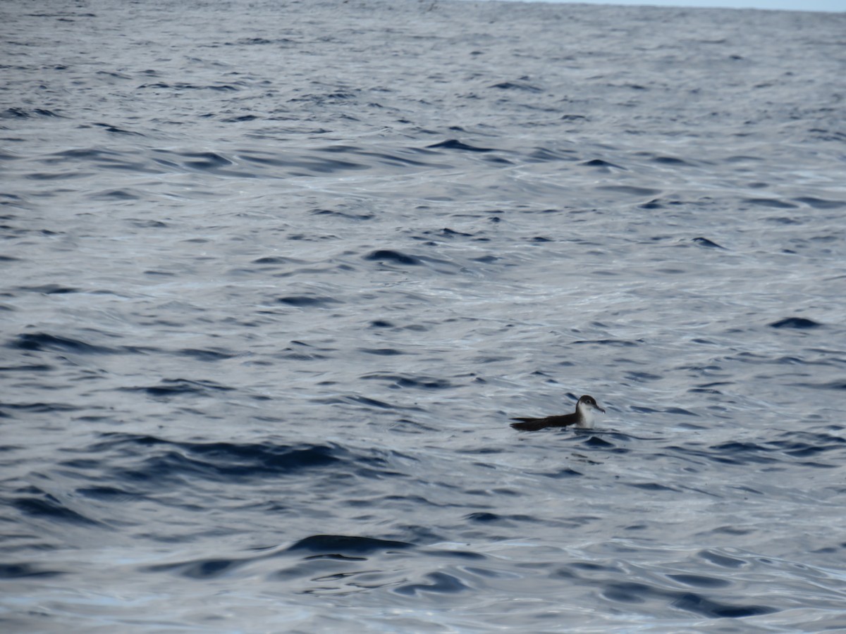 Puffin des Anglais - ML643891812