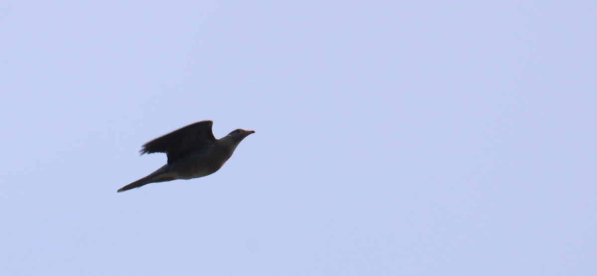Band-tailed Pigeon - ML643891824