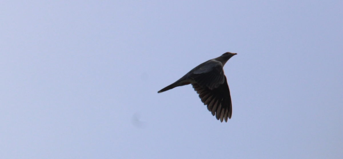 Band-tailed Pigeon - ML643891825