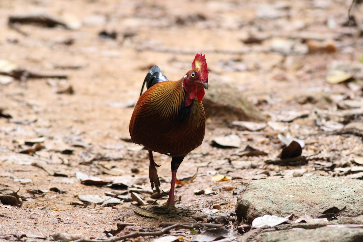 Sri Lanka Junglefowl - ML643891833
