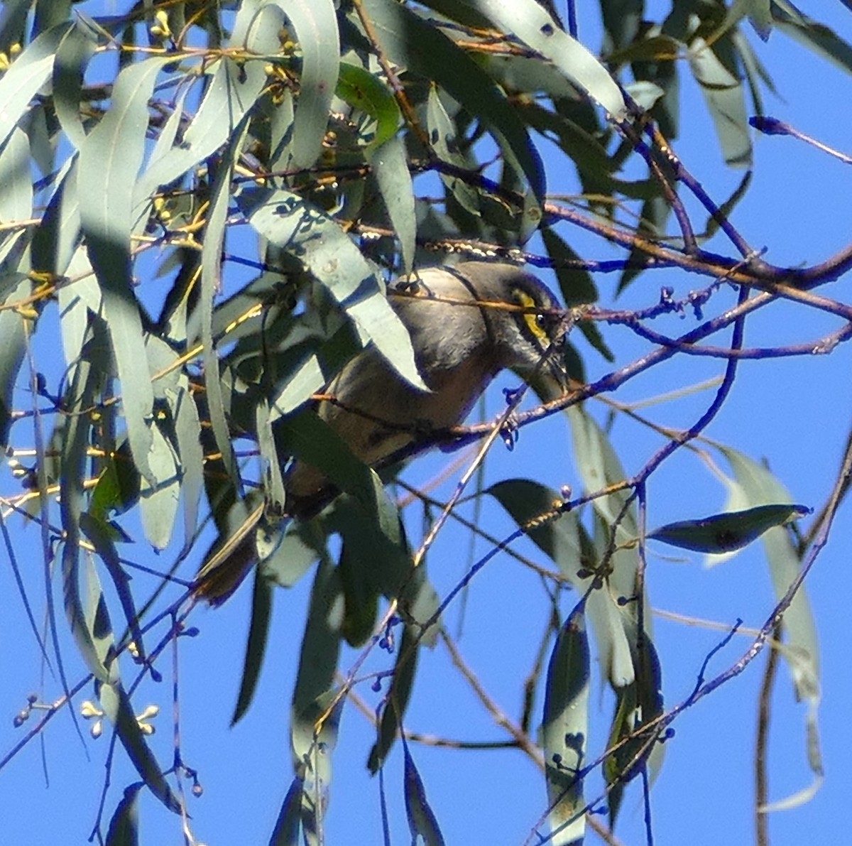 Yellow-faced Honeyeater - ML643891841