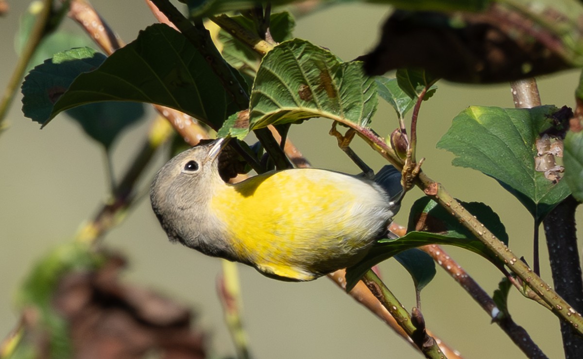 Nashville Warbler - ML643891847