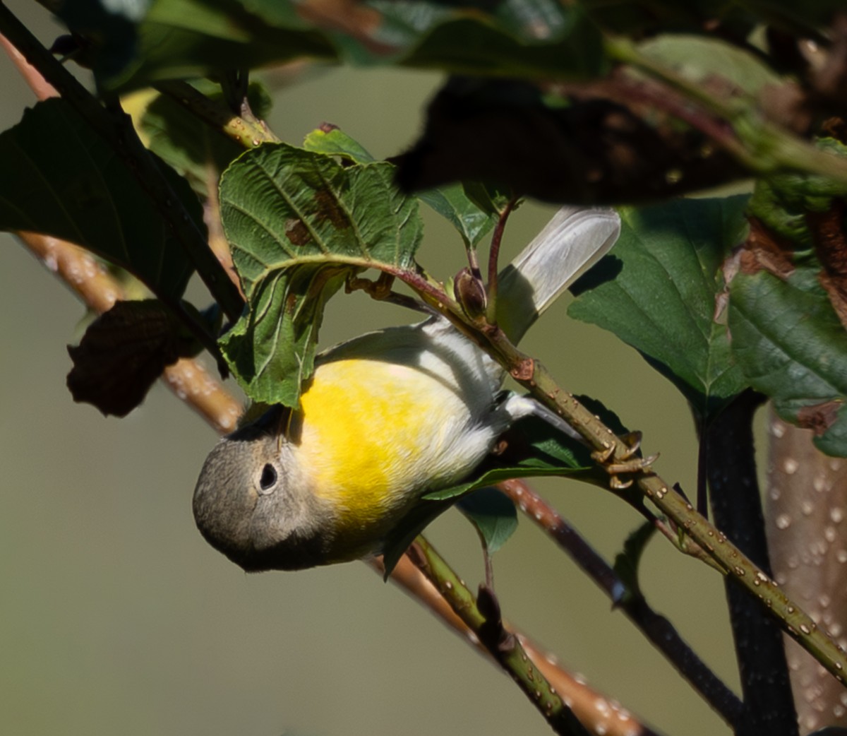 Nashville Warbler - ML643891848