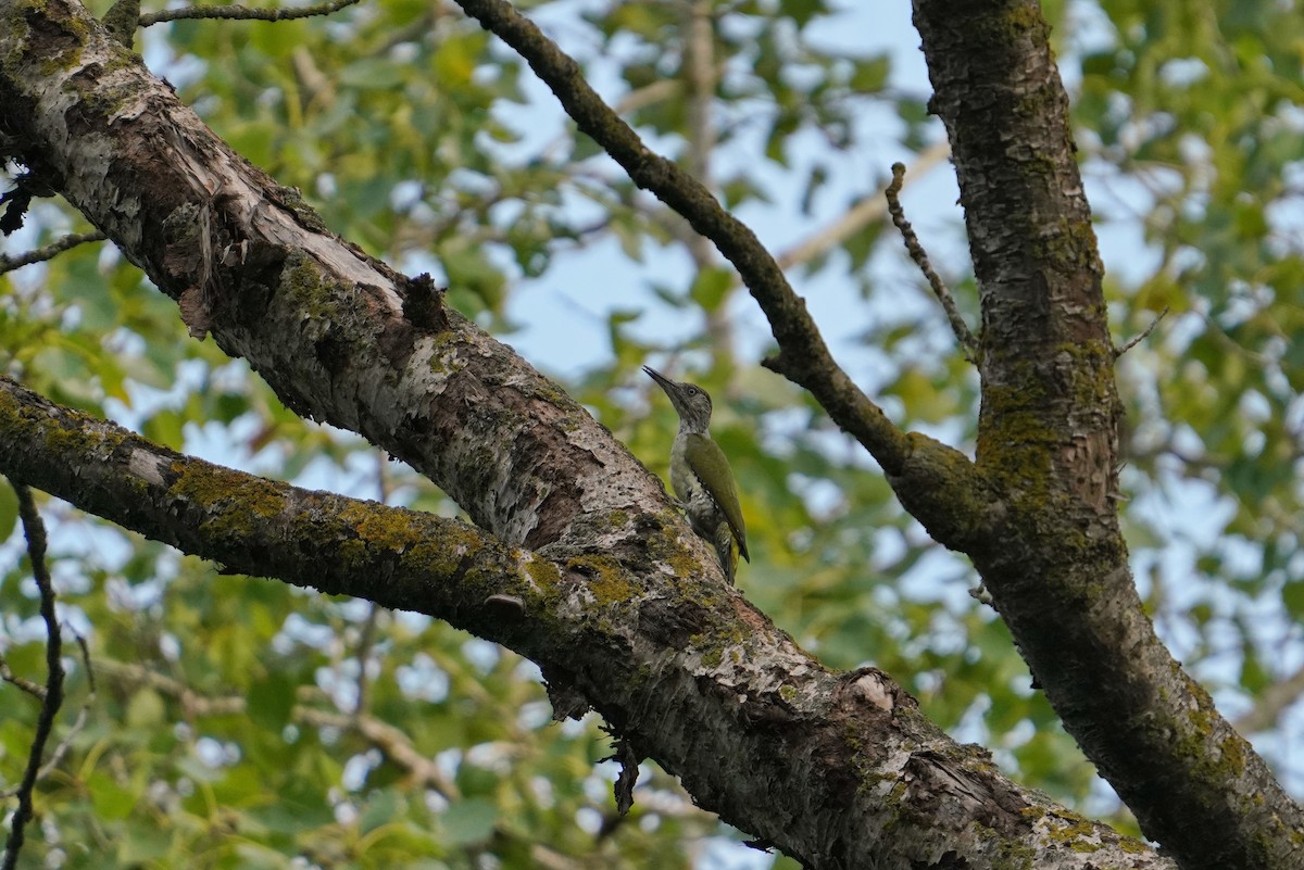 Eurasian Green Woodpecker - ML643891861