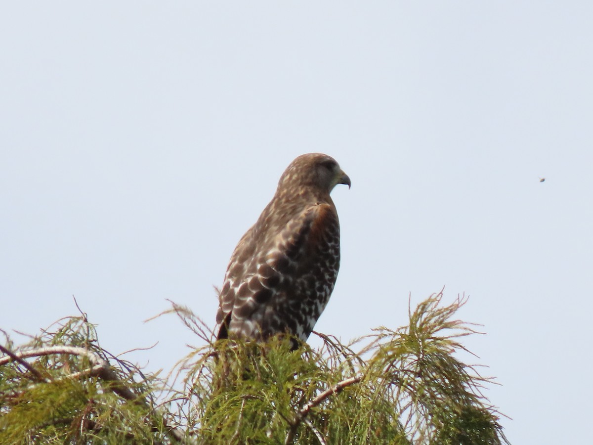 Red-shouldered Hawk (lineatus Group) - ML643891865