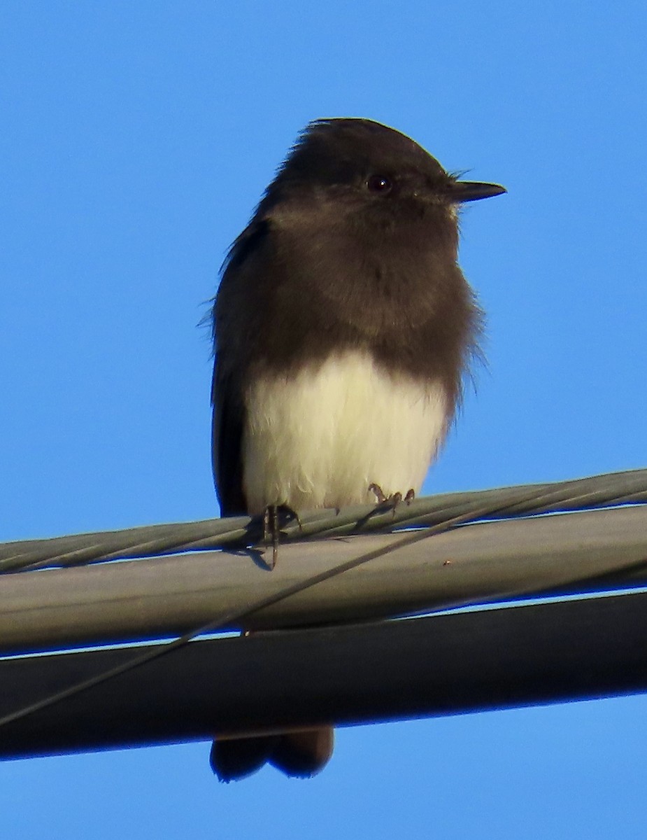 Black Phoebe - ML643891867