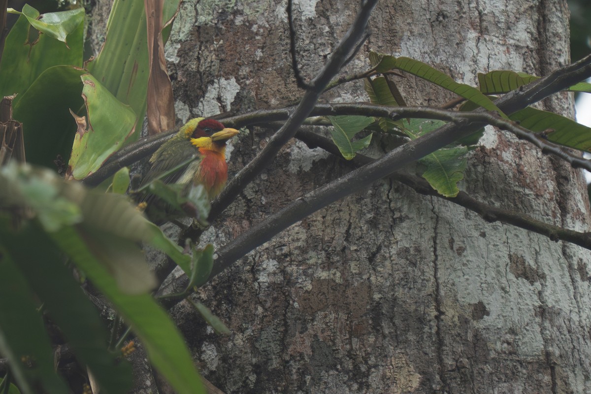 Lemon-throated Barbet - ML643891874