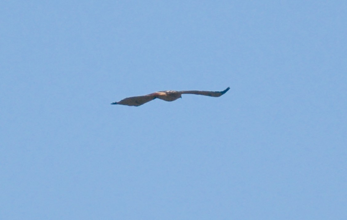 Buteo sp. - ML643891875