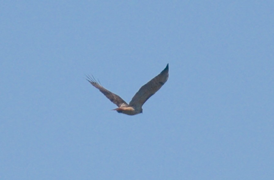 Buteo sp. - ML643891876