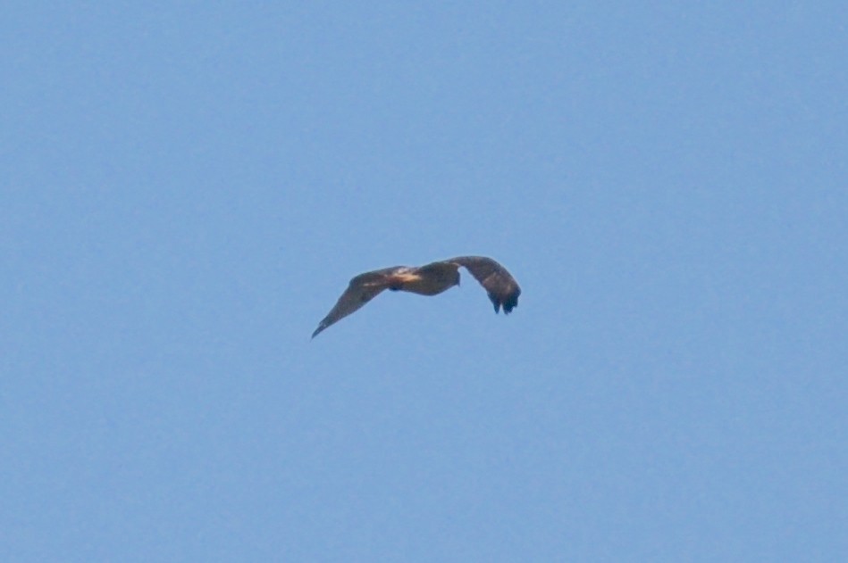 Buteo sp. - ML643891878