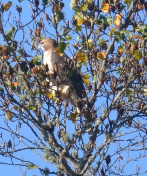 Buteo sp. - ML643891879