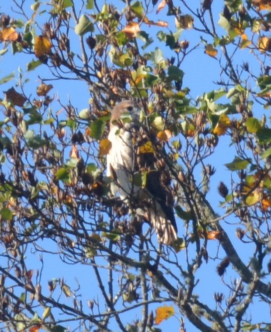 Buteo sp. - ML643891880