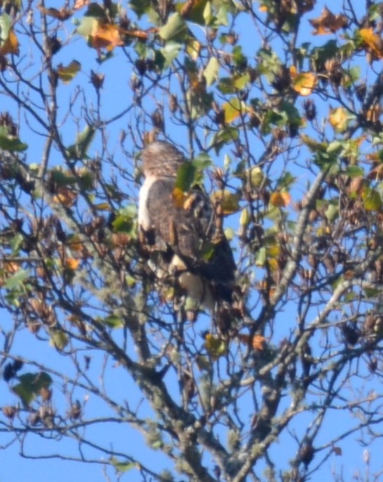 Buteo sp. - ML643891881