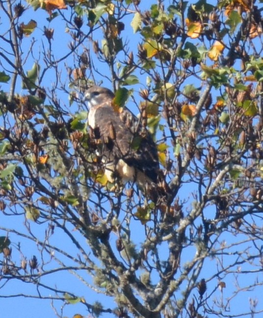 Buteo sp. - ML643891882