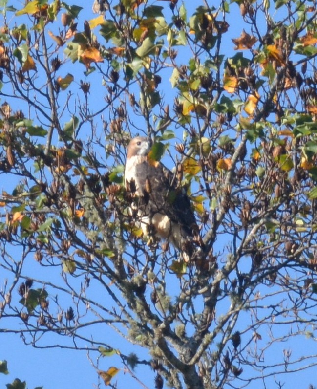 Buteo sp. - ML643891883