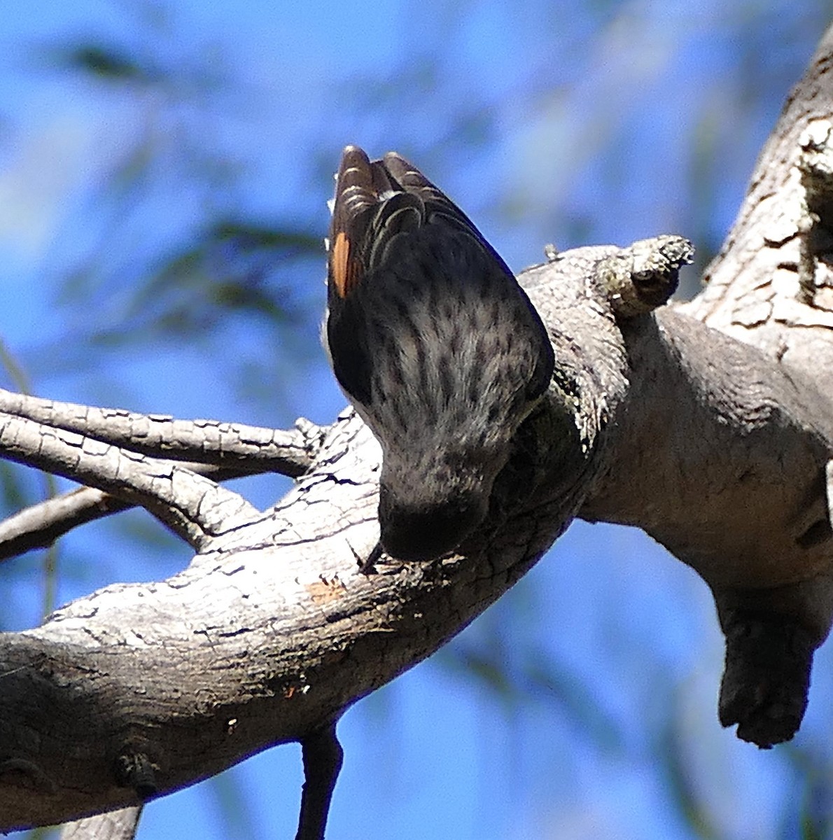 Varied Sittella - ML643891890