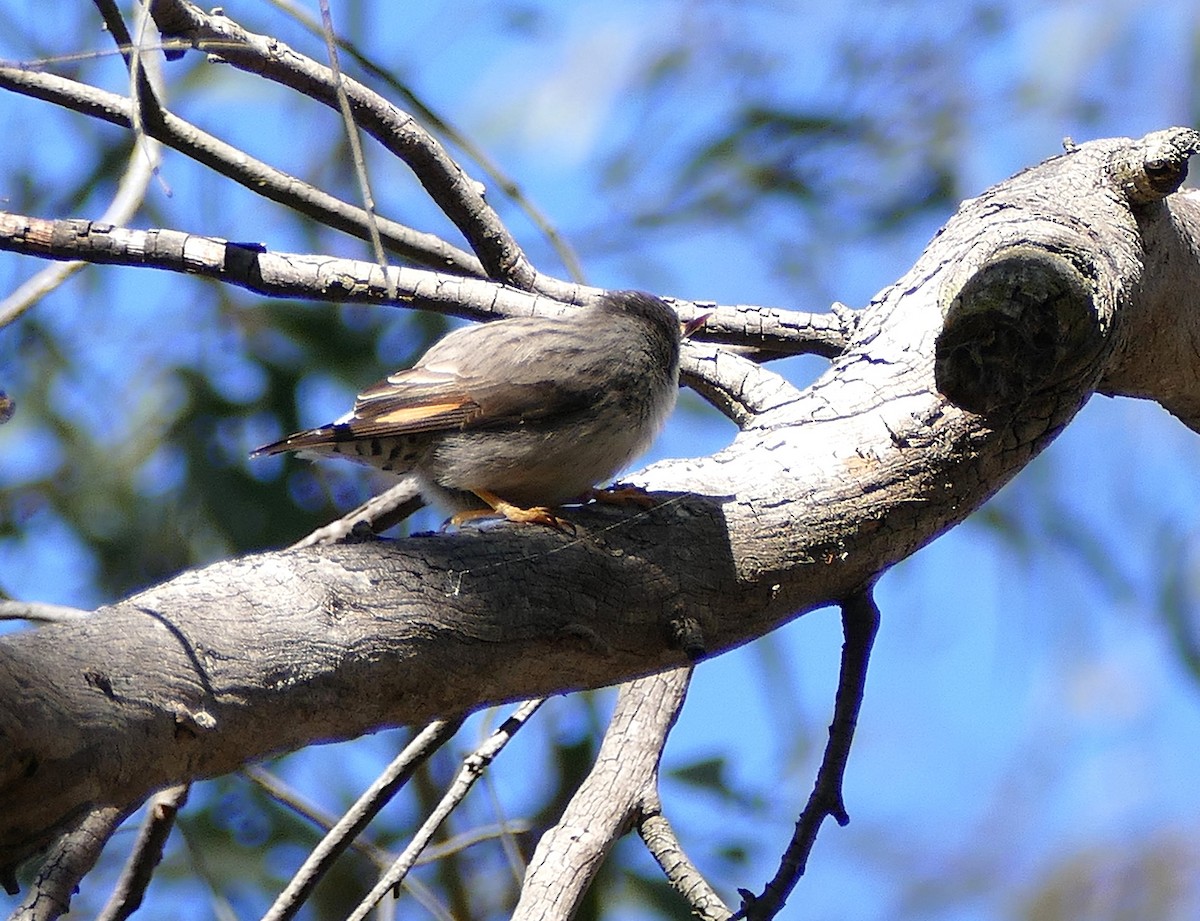 Varied Sittella - ML643891891