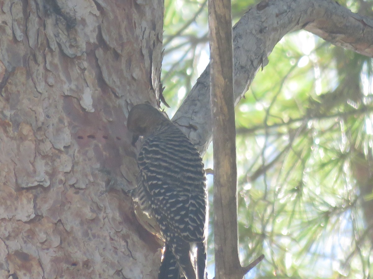 Williamson's Sapsucker - ML643891904