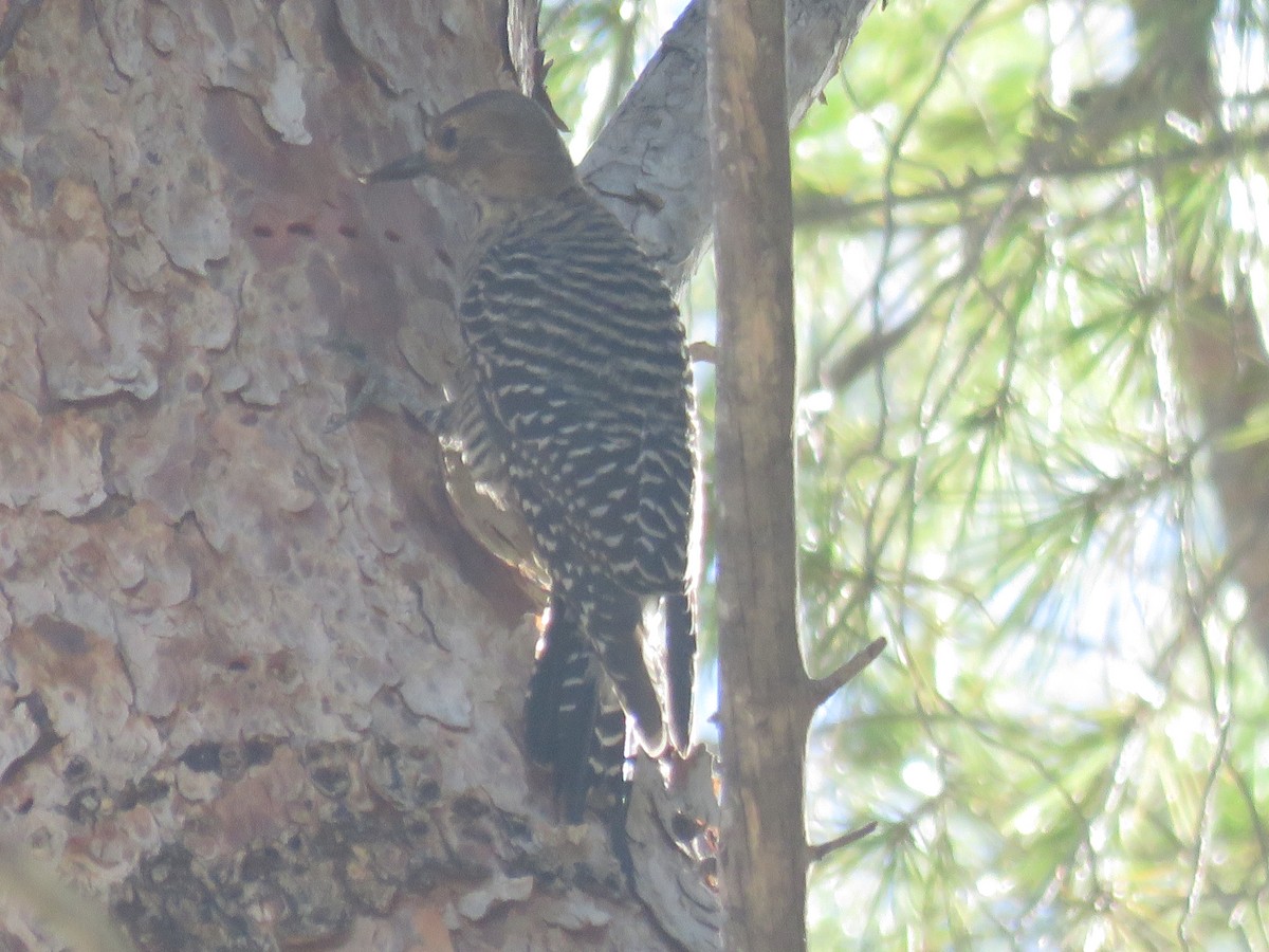 Williamson's Sapsucker - ML643891905