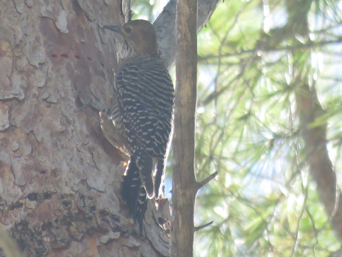 Williamson's Sapsucker - ML643891906