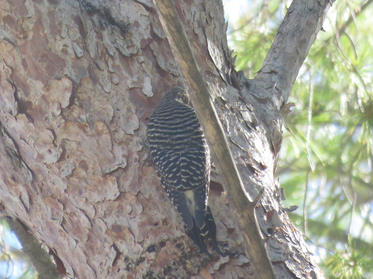 Williamson's Sapsucker - ML643891907