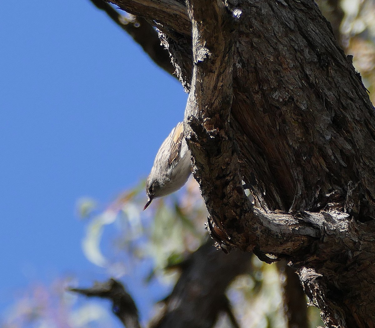 Varied Sittella - ML643891913