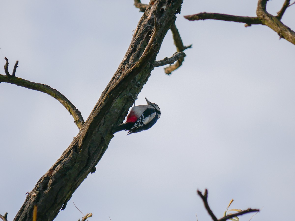 Great Spotted Woodpecker - ML643891915